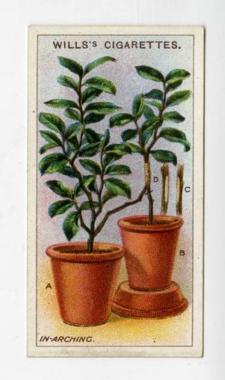 Wills's Cigarettes: Gardening Hints Series - In Arching
