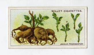 Wills's Cigarettes: Gardening Hints Series - Dablia Propagation