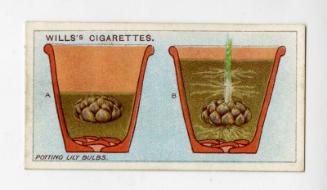 Wills's Cigarettes: Gardening Hints Series - Potting Lily Bulbs