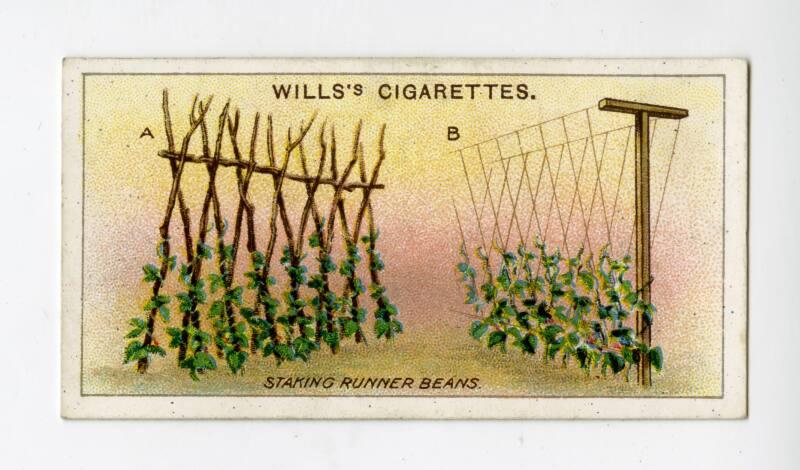 Wills's Cigarettes: Gardening Hints Series - Staking Runner Beans