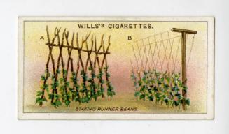 Wills's Cigarettes: Gardening Hints Series - Staking Runner Beans