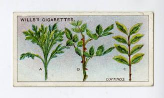 Wills's Cigarettes: Gardening Hints Series - Cuttings