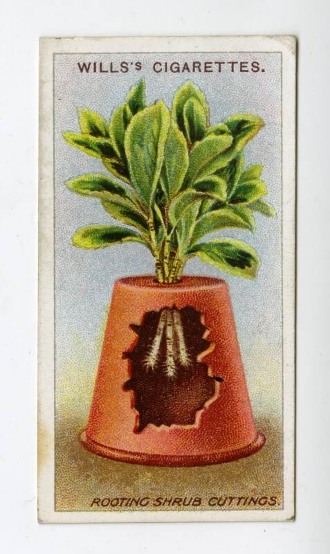 Wills's Cigarettes: Gardening Hints Series - Rooting Shrub Cuttings