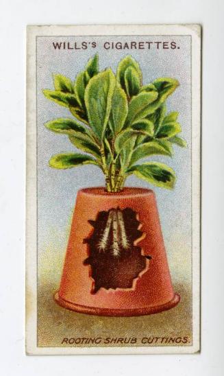 Wills's Cigarettes: Gardening Hints Series - Rooting Shrub Cuttings