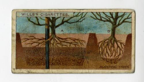 Wills's Cigarettes: Gardening Hints Series - Planting Trees