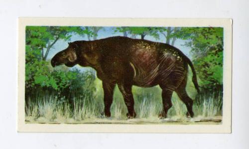 Prehistoric Animals: Baluchitherium