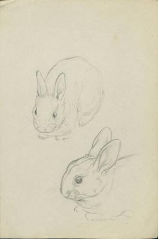 Rabbit study