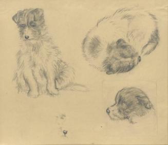 Sketching of crossbred puppy