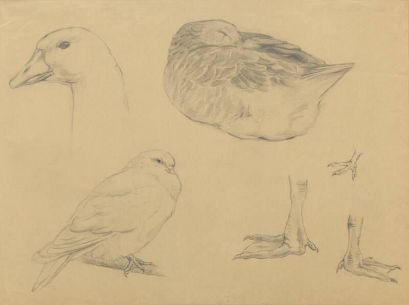 Sketches of goose and dove