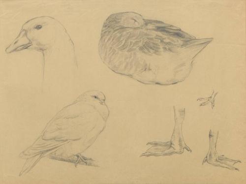 Sketches of goose and dove