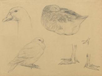 Sketches of goose and dove