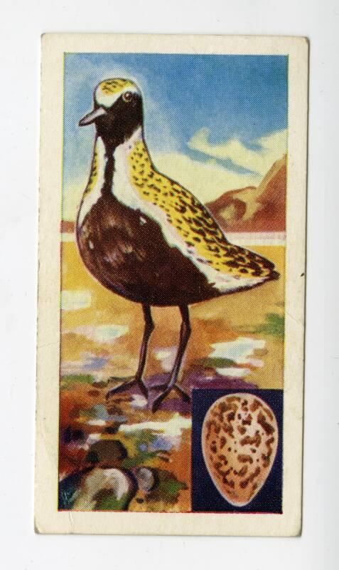 "Birds" NCS Card - Northern Golden Plover