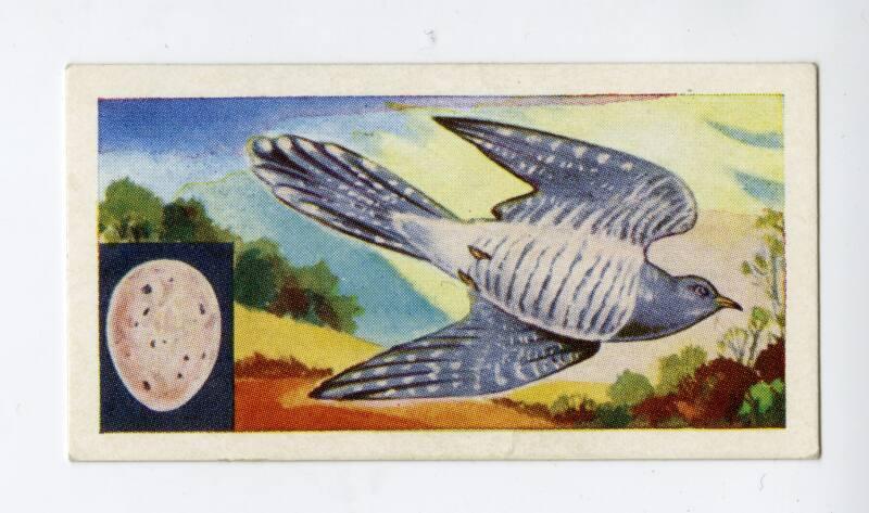 "Birds" NCS Card - Cuckoo