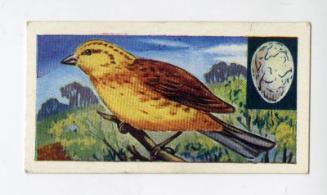 "Birds" NCS Card - Yellow Bunting