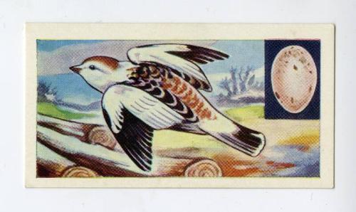 "Birds" NCS Card - Snow Bunting