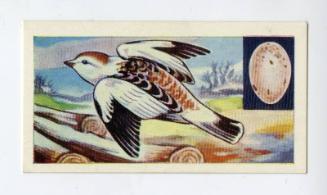 "Birds" NCS Card - Snow Bunting