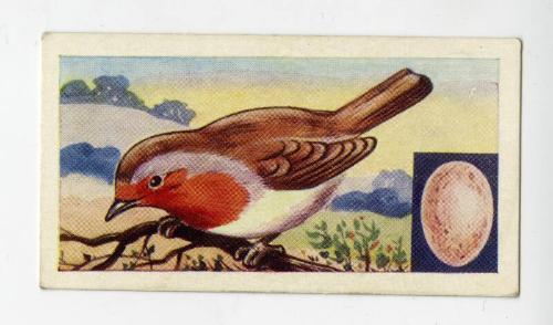 "Birds" NCS Card - Robin