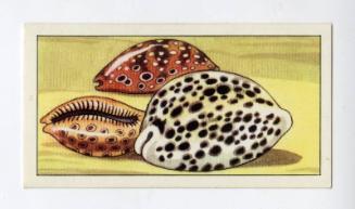 "Wonders of The Deep" NCS Card - Cowry Shells