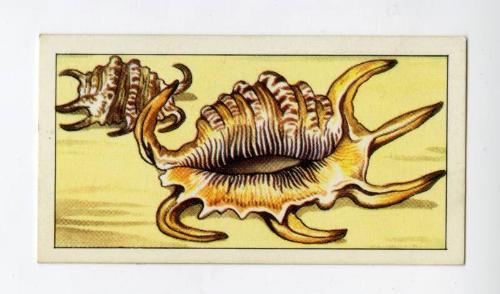 "Wonders of The Deep" NCS Card - Scorpion Shell