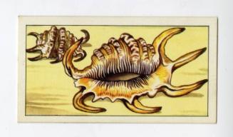 "Wonders of The Deep" NCS Card - Scorpion Shell