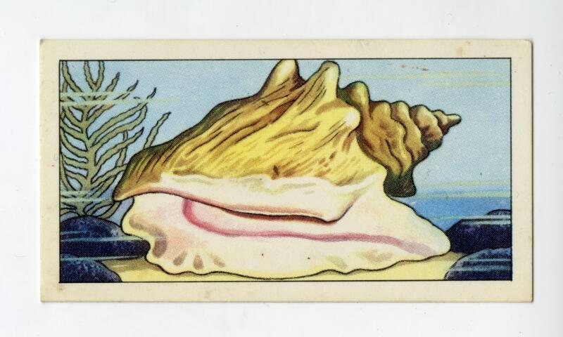 "Wonders of The Deep" NCS Card - Giant Conch Shell