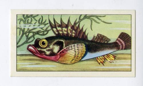 "Wonders of The Deep" NCS Card - Armed Gurnard