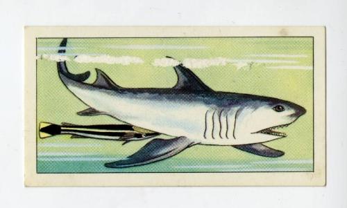 "Wonders of The Deep" NCS Card - Great White Shark