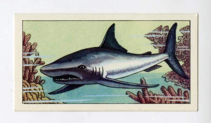 "Wonders of The Deep" NCS Card - Porbeagle Shark