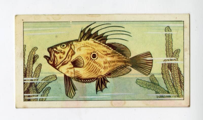 "Wonders of The Deep" NCS Card - John Dory