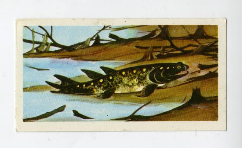 Brooke Bond Tea Card - "Prehistoric Animals" series - No. 1 Eusthenopteron