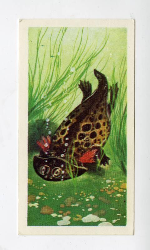 Brooke Bond Tea Card - "Prehistoric Animals" series - No. 4 Gerrothorax