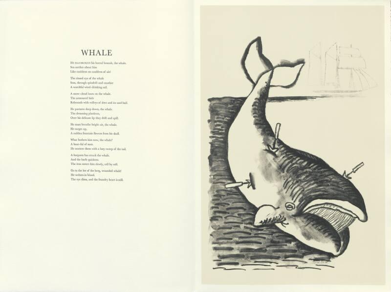 Whale- The Scottish Bestiary