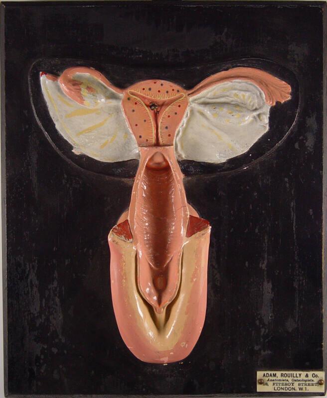 Female Reproductive Tract Model 