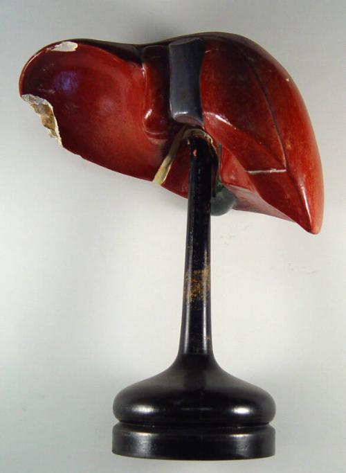 Model of Liver and Gall Bladder