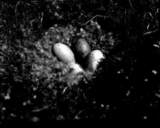 Bird's Eggs