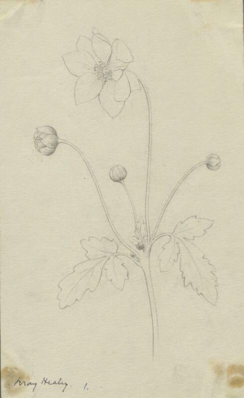 Study of a Flower