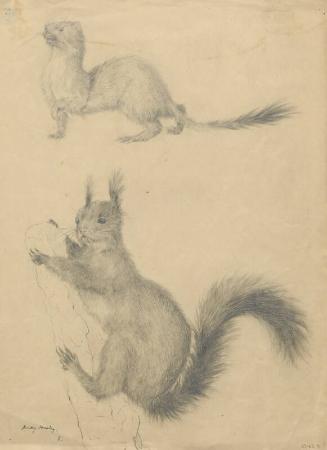 A Weasel and a Squirrel