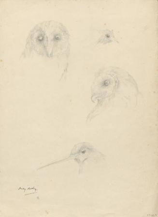 Heads of an Owl, a Curlew and a Bird