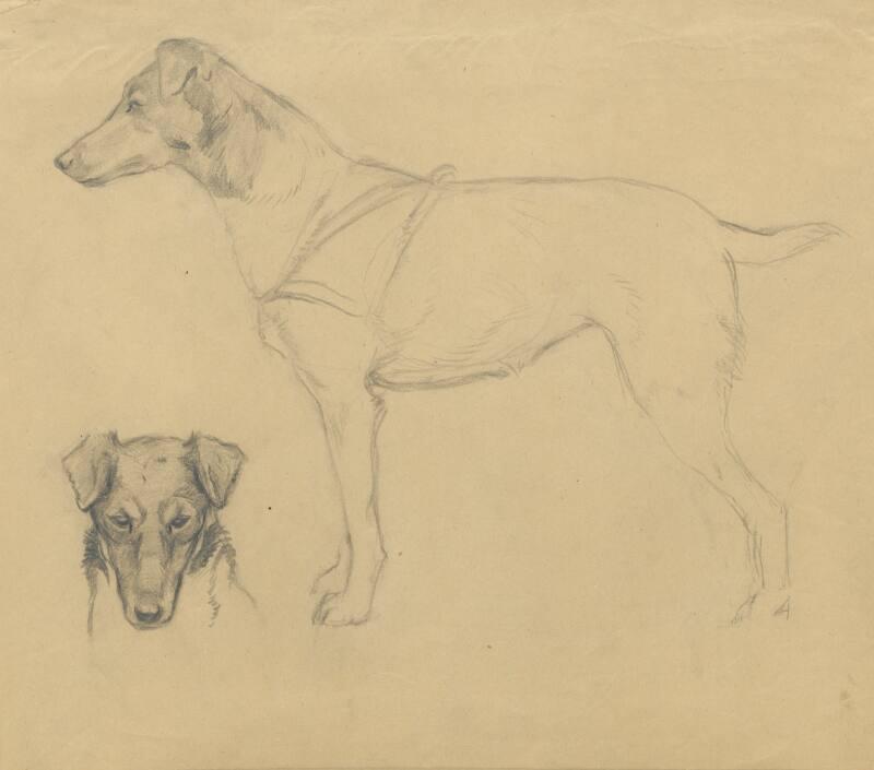 Sketches of fox terrier