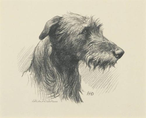 Study of a Deerhound