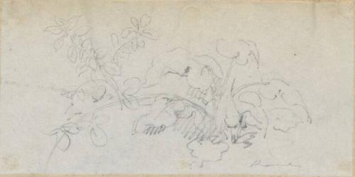 Plants, Rome - One of 91 Sketches of France, Italy & Greece