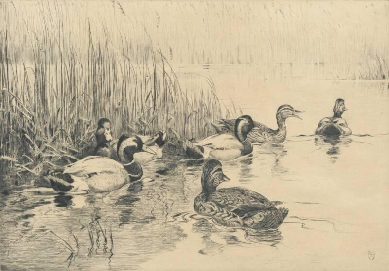 The Decoy Pool-Mallard