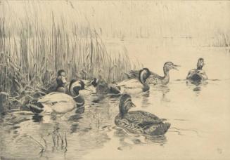 The Decoy Pool-Mallard