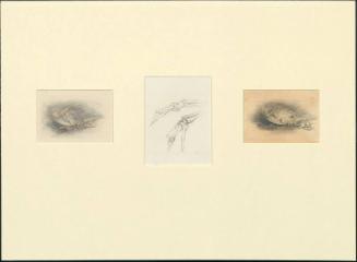 3 Studies for "Finis"