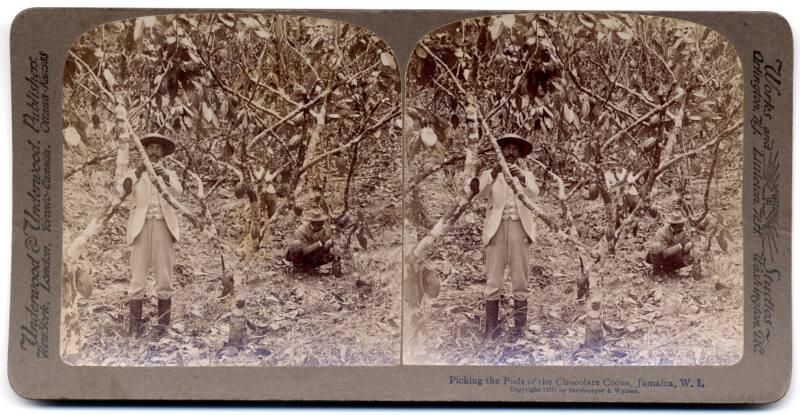 Stereogram of Cocoa Pickers, Jamaica