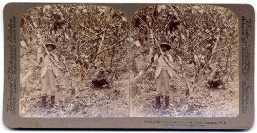 Stereogram of Cocoa Pickers, Jamaica