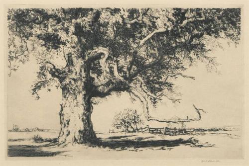 The Walnut Tree