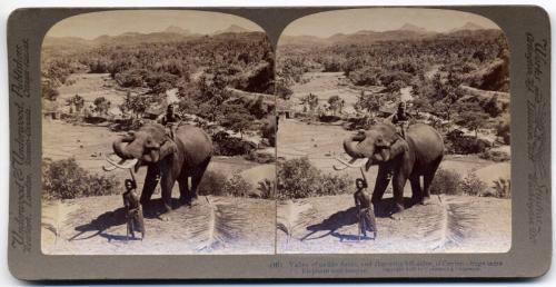 Stereogram of Elephant and Keeper in Paddy Fields, Ceylon