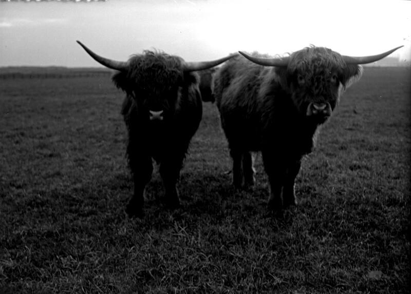 Highland Cattle