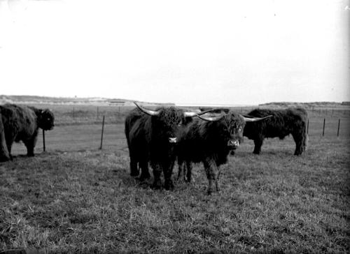 Highland Cattle